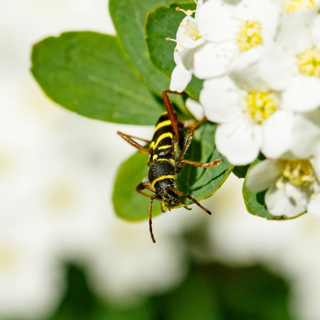 Clytus arietis - közönséges darázscincér