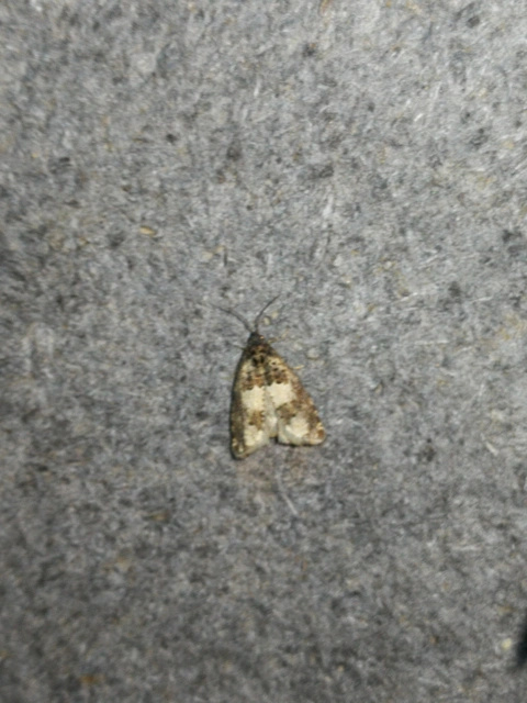 Tortricidae - sodrómolyfélék