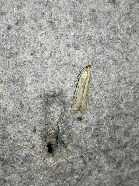 Phycitinae