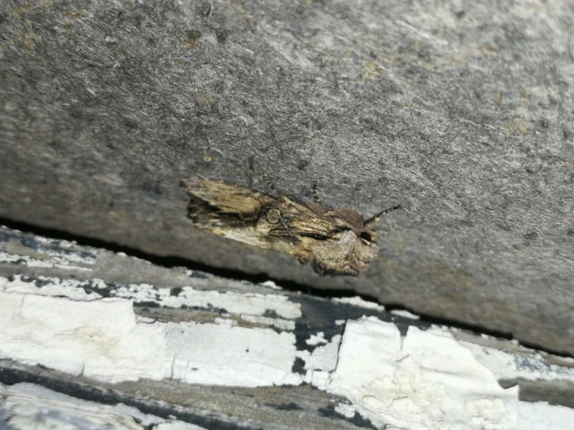 Egira conspicillaris - változékony szürkebagoly