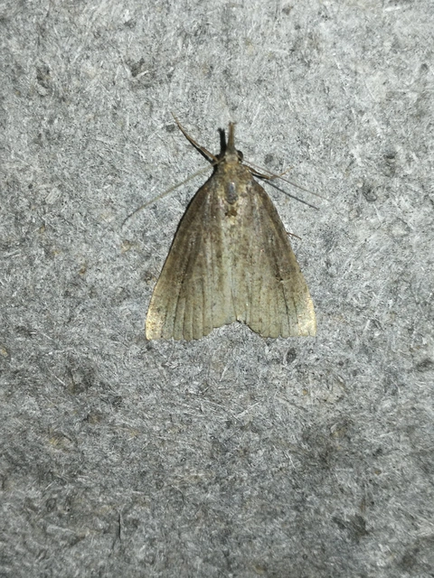 Hypena rostralis - közönséges karcsúbagoly