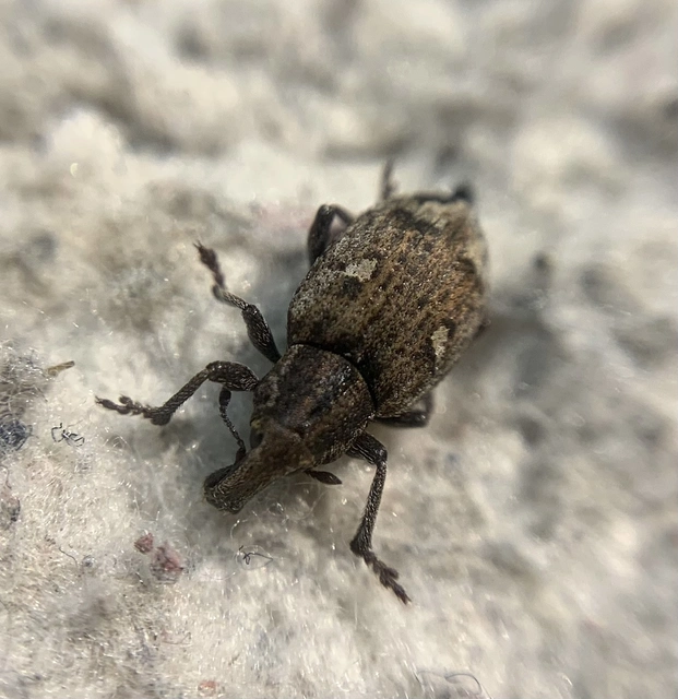 Graptus triguttatus - kárpáti nadálytőormányos
