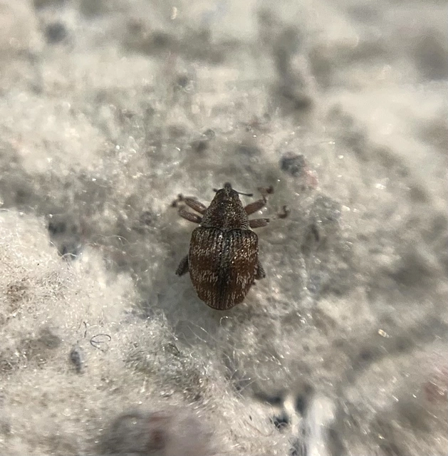 Coeliodes rana - cser-gömböcormányos