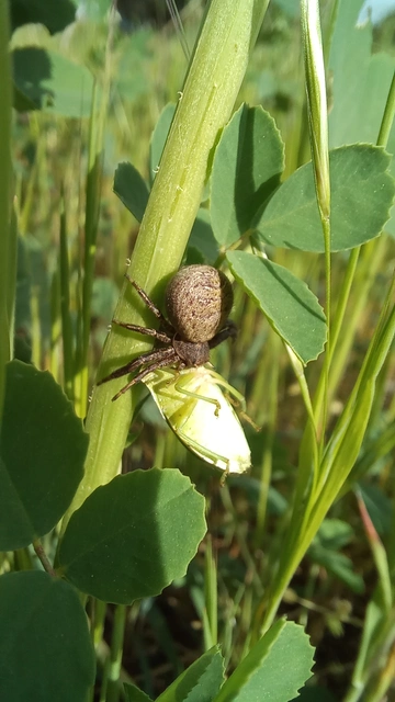 Xysticus