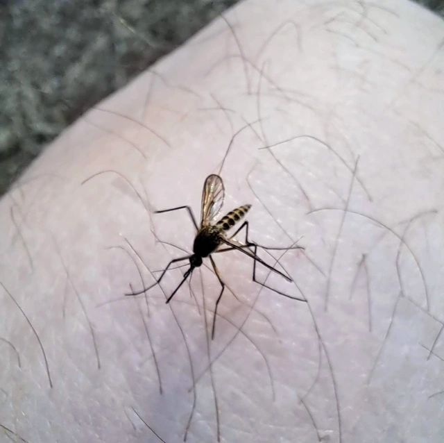 Diptera - Kétszárnyúak