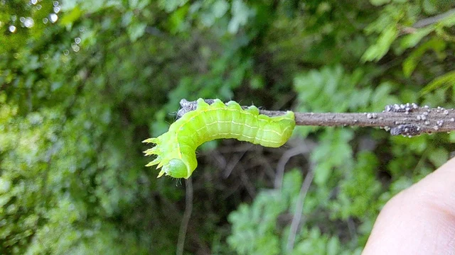Asteroscopus sphinx - csillagnéző bundásbagoly