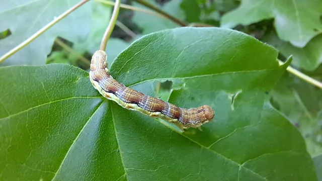 Erannis defoliaria - nagy téliaraszoló