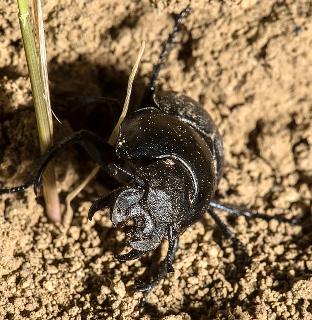 Lethrus apterus - nagyfejű csajkó
