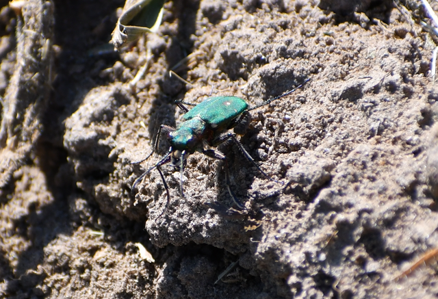 Cicindela campestris - mezei homokfutrinka