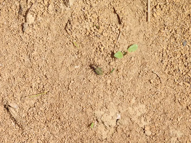 Cicindela campestris - mezei homokfutrinka