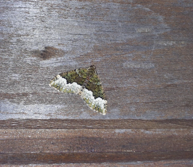 Euphyia biangulata - szegletes tarkaaraszoló