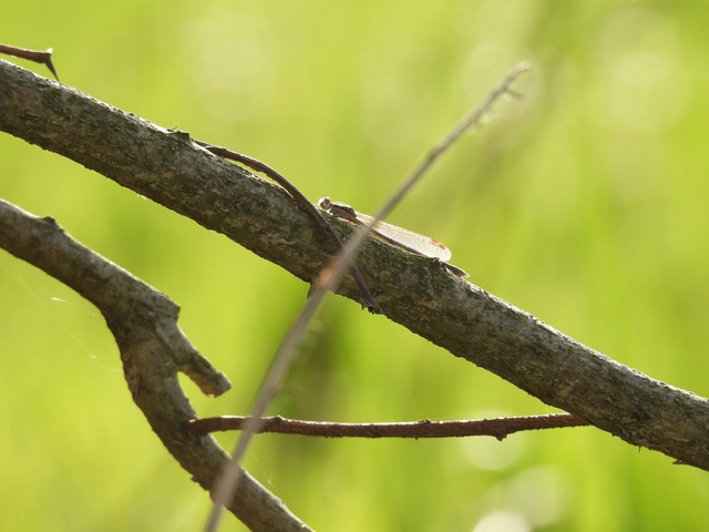 Sympecma fusca - téli rablószitakötő