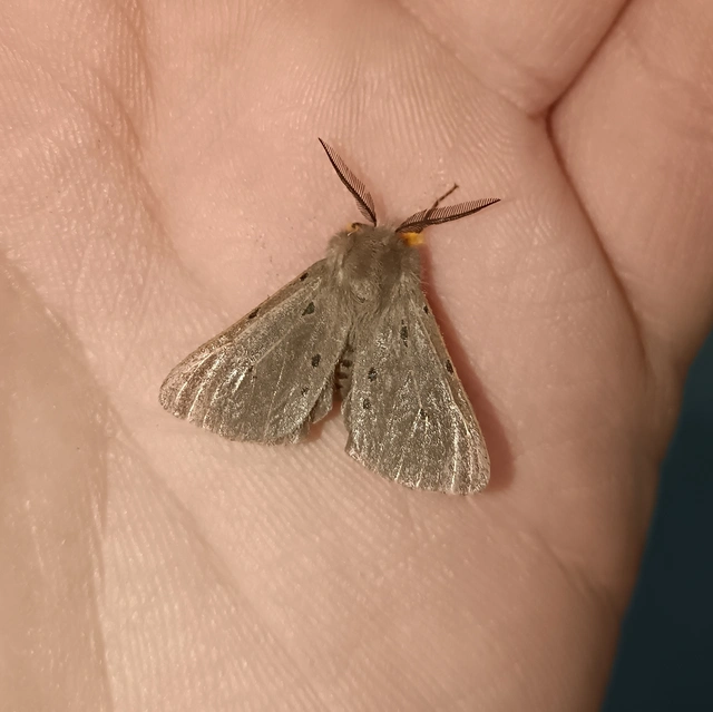 Diaphora mendica - felemás medvelepke
