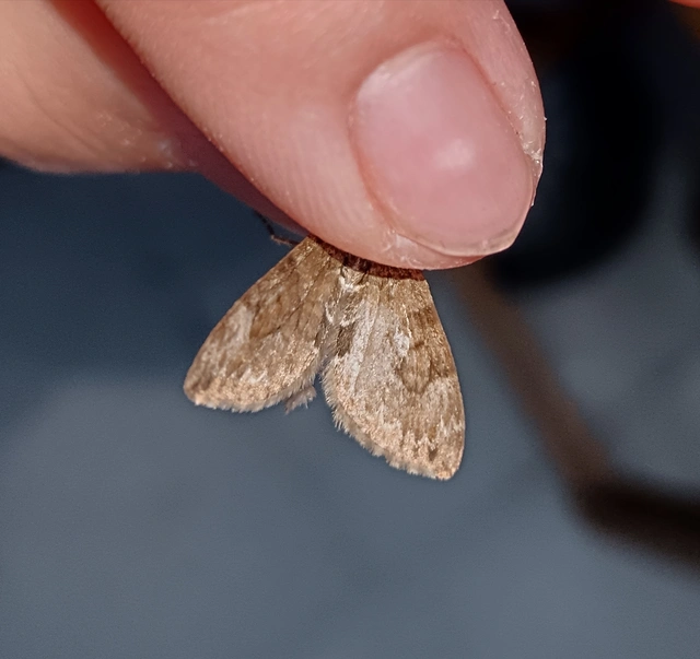 Thera variata/britannica