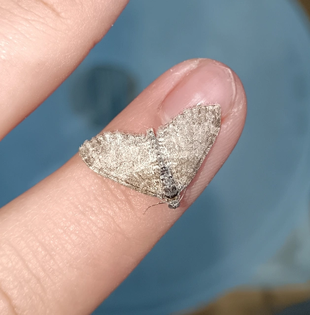 Lobophora halterata - szárnyfüggelékes araszoló