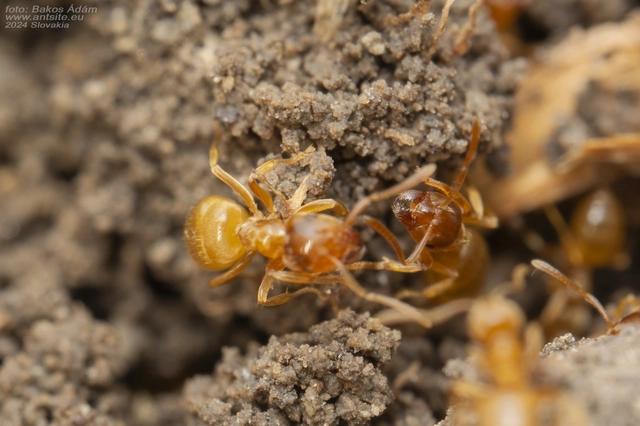 Lasius flavus - gyakori borostyánhangya