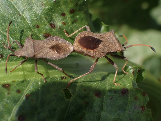 Coreus marginatus - közönséges karimáspoloska