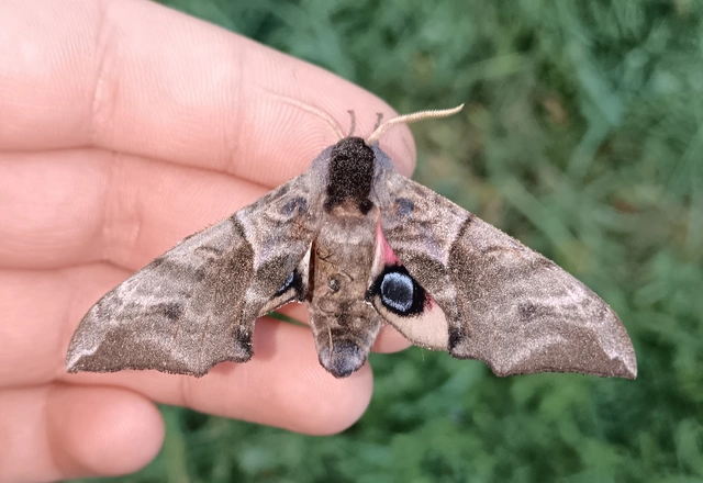 Smerinthus ocellatus - esti pávaszem