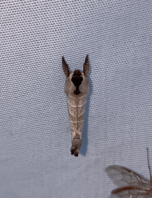 Clostera curtula - rövidszárnyú levélszövő