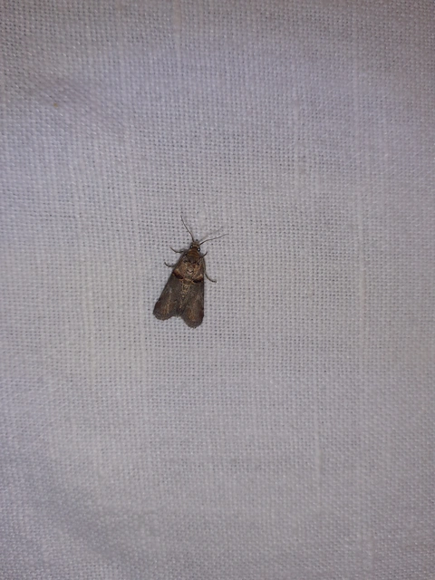 Trachonitis cristella - bokorrágó karcsúmoly
