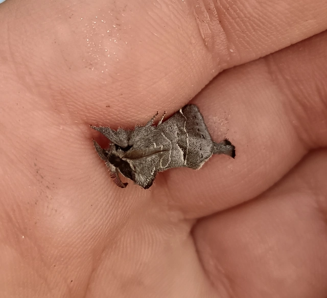 Clostera pigra - apró levélszövő