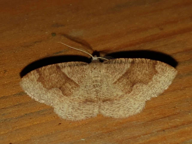 Plagodis pulveraria - szemcsés araszoló