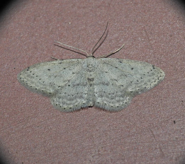 Idaea seriata - szürke apróaraszoló