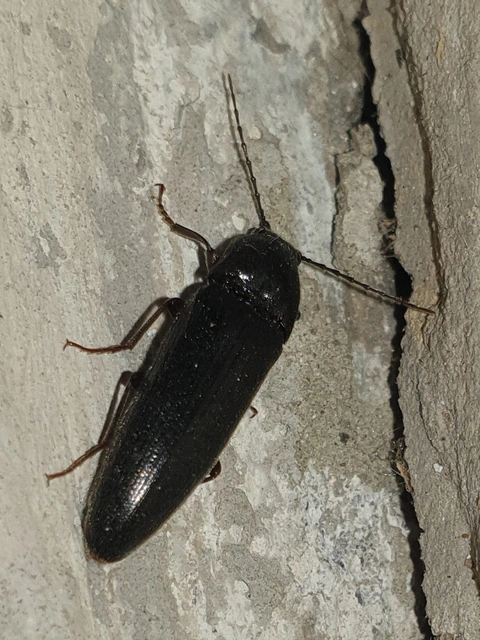 Melanotus