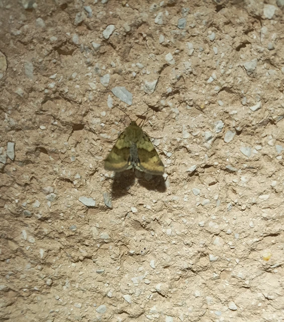 Heliothis viriplaca - mácsonyabagoly