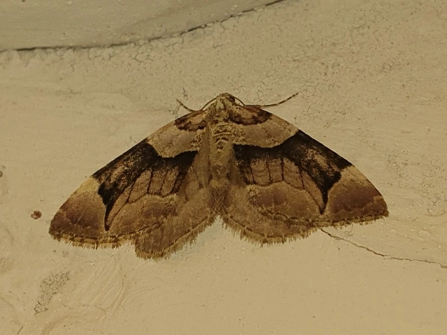 Anticlea derivata - vadrózsa-tarkaaraszoló
