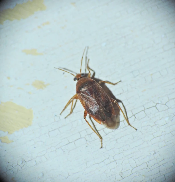 Heteroptera - Poloskák