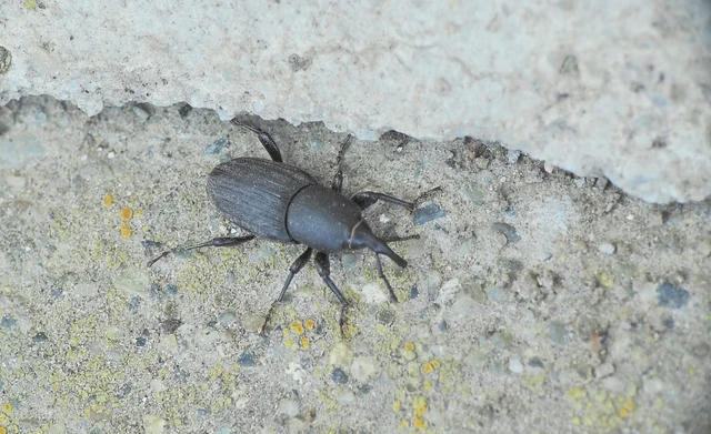 Curculionidae - ormányosbogár-félék