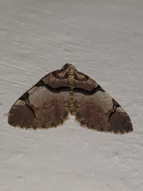 Anticlea derivata - vadrózsa-tarkaaraszoló