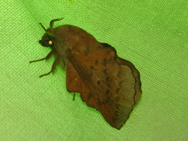 Phyllodesma tremulifolia - nyárlevélpohók
