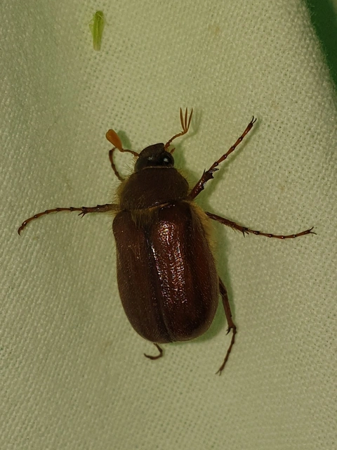 Holochelus vernus - tavaszi cserebogár