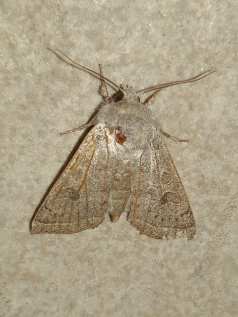 Orthosia gracilis - karcsú barkabagoly