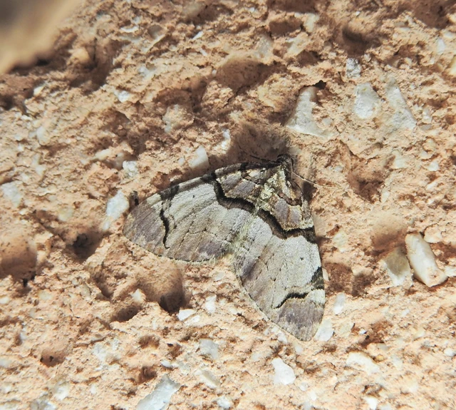 Anticlea derivata - vadrózsa-tarkaaraszoló