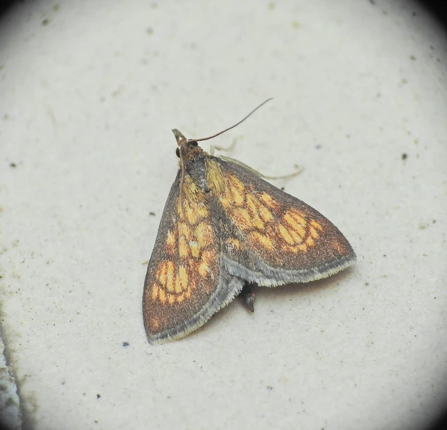 Ecpyrrhorrhoe rubiginalis - rozsdavörös tűzmoly