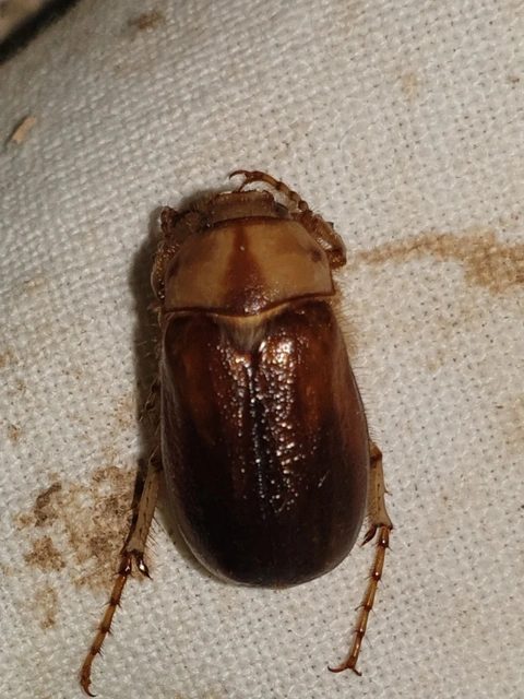 Rhizotrogus aestivus - tavaszvégi cserebogár