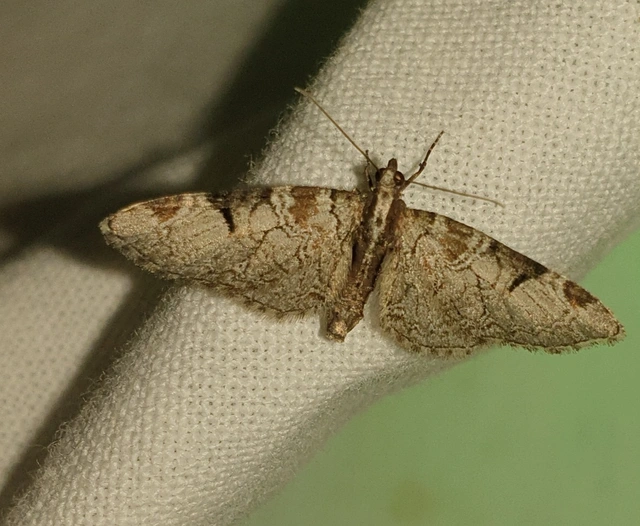 Eupithecia insigniata - hálózatos törpearaszoló