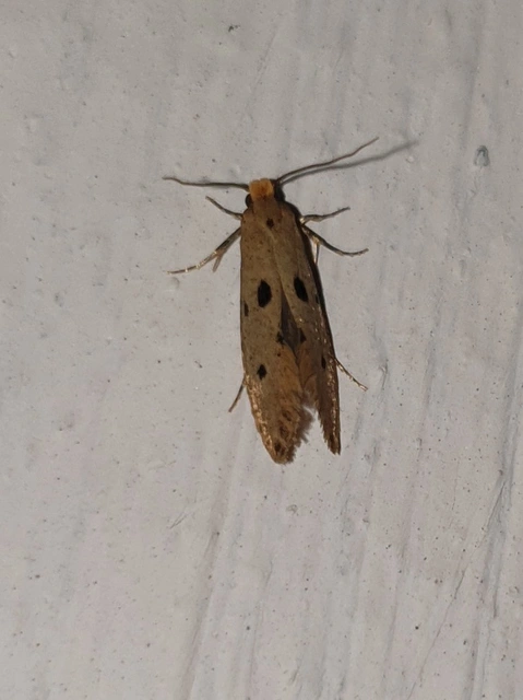 Tinea trinotella - hárompettyes fészekmoly
