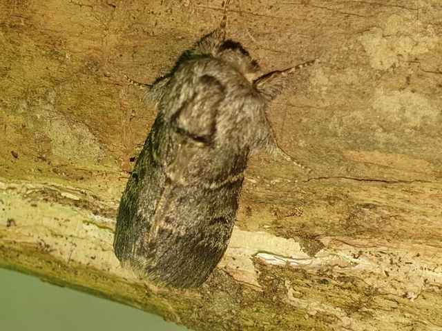 Drymonia ruficornis - cserfa-púposszövő