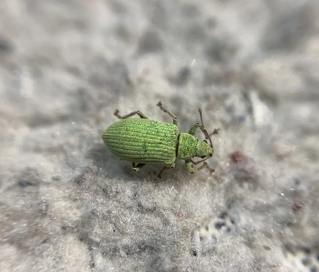 Phyllobius virideaeris - halványzöld levélormányos