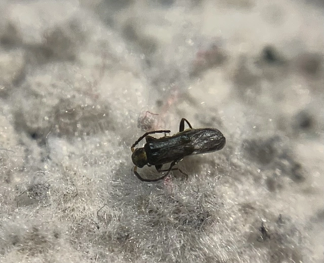 Malthodes dimidiaticollis - foltosnyakú törpelágybogár Malthodes dimidiaticollis - foltosnyakú törpelágybogár