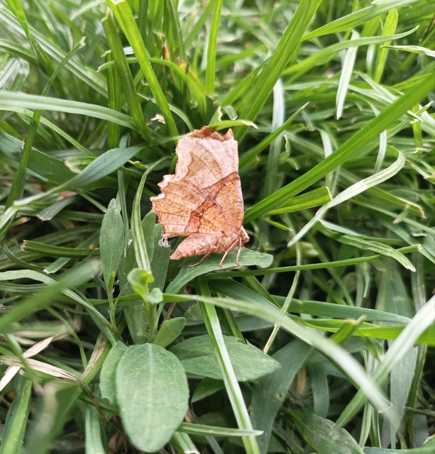 Selenia lunularia - egyfoltos holdasaraszoló