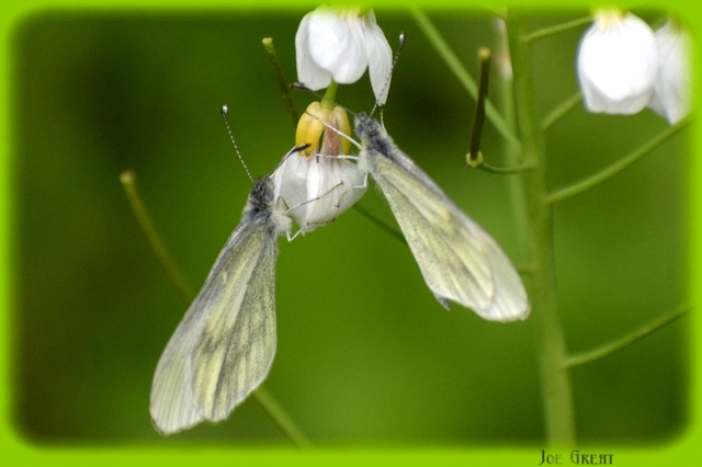 Leptidea sinapis - mustárlepke