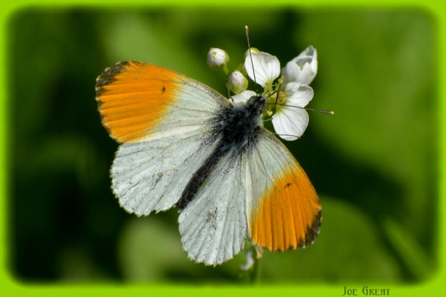 Anthocharis cardamines - hajnalpírlepke