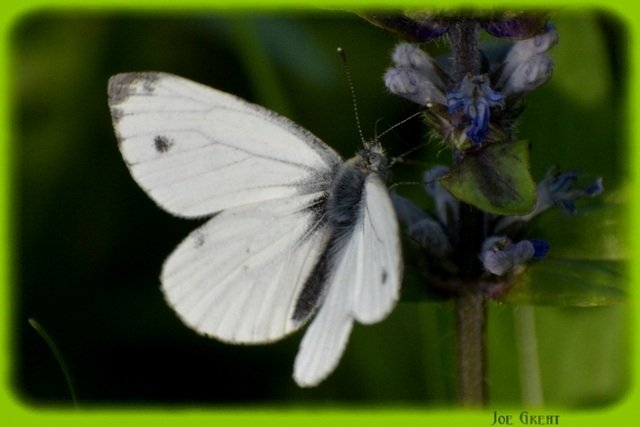 Pieris napi - repcelepke