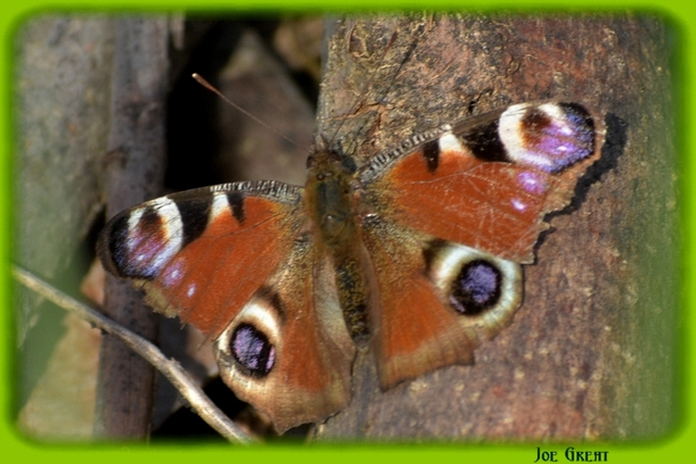 Nymphalis io - nappali pávaszem