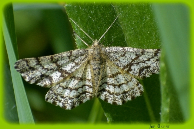 Ematurga atomaria - barna rétiaraszoló